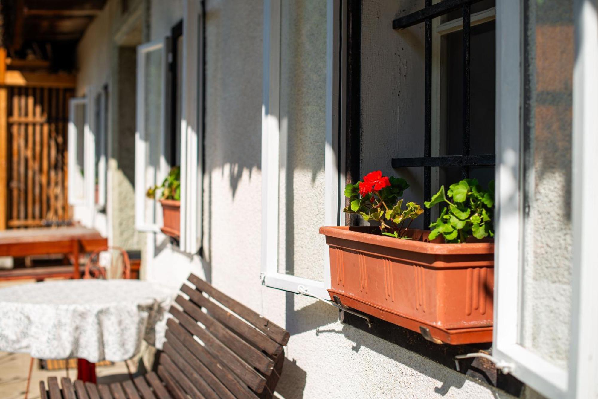 House, Garden And A Green Cat Bled Exterior foto
